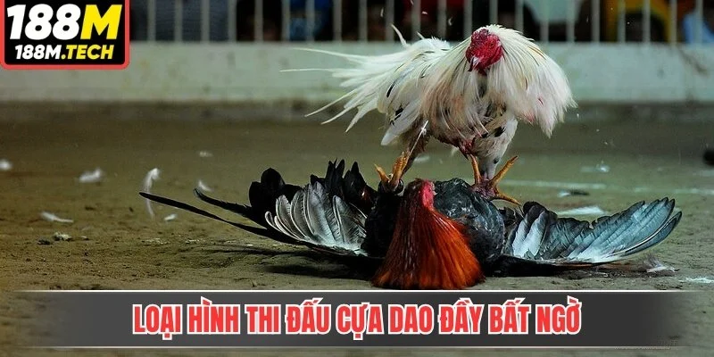 Loại hình thi đấu cựa dao đầy bất ngờ